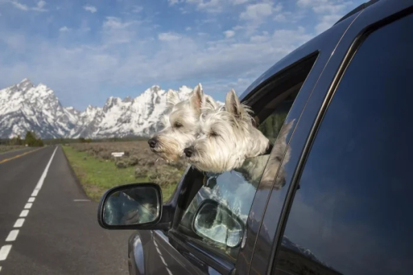 Минута отдыха Пёсели и их друзья в летнем путешествии мечты на автомобиле Животные Минута отдыха Пёсели и их друзья в летнем путешествии мечты на автомобиле Животные
