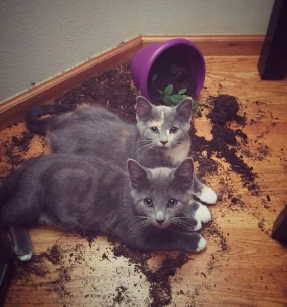 Минута отдыха Кошачьи хулиганы и случаи, когда терпение хозяев на грани Животные 