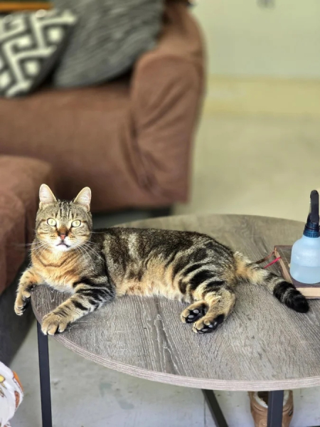 Минута отдыха Чем занимаются котики, когда на них находит вдохновение Животные Минута отдыха Чем занимаются котики, когда на них находит вдохновение Животные