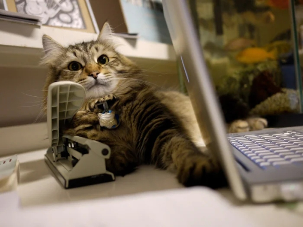 Минута отдыха Снимки котиков-сотрудников, освоивших разнообразные профессии Животные 