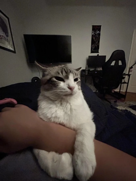 Минута отдыха Коты — настоящие загадки природы и самые странные создания на планете Животные Минута отдыха Коты — настоящие загадки природы и самые странные создания на планете Животные