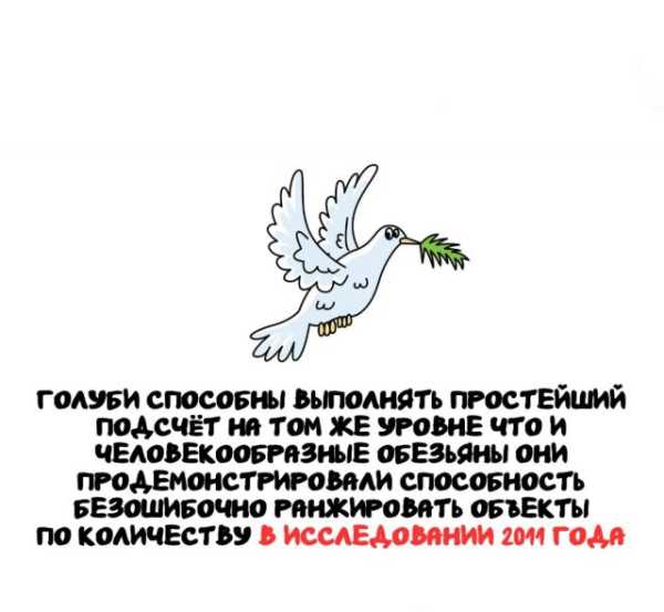 Минута отдыха Интересные короткие факты на все случаи жизни Интересное 