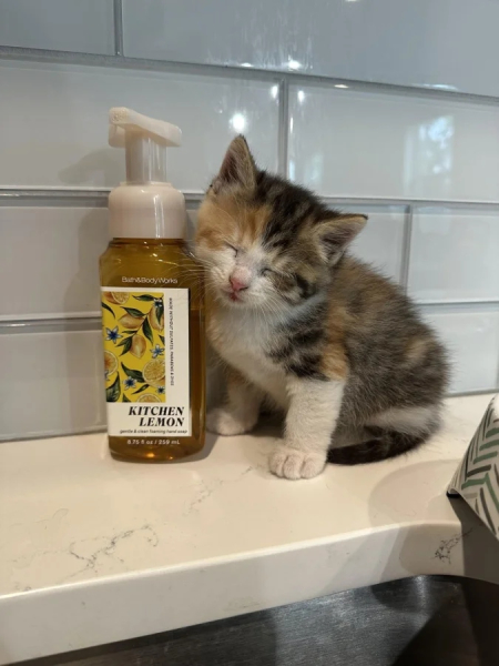 Минута отдыха Эти коты точно знают, как правильно распорядиться своим временем Животные Минута отдыха Эти коты точно знают, как правильно распорядиться своим временем Животные