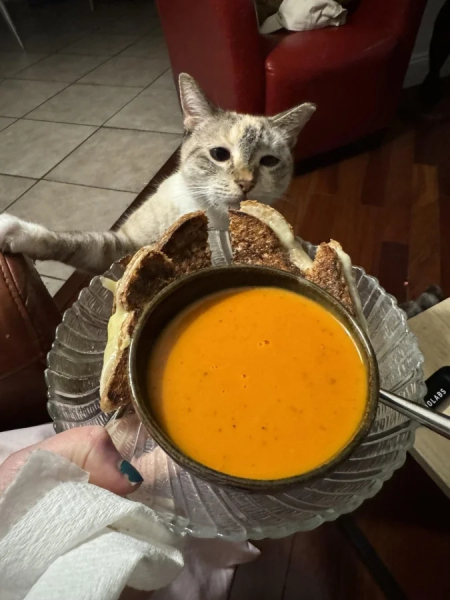 Минута отдыха Эти коты точно знают, как правильно распорядиться своим временем Животные Минута отдыха Эти коты точно знают, как правильно распорядиться своим временем Животные