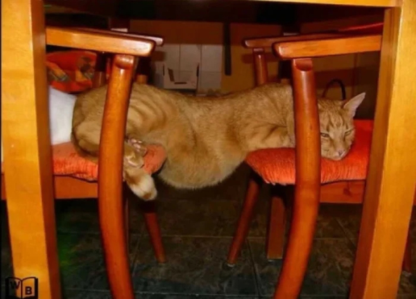 Минута отдыха Коты — настоящие загадки природы и самые странные создания на планете Животные Минута отдыха Коты — настоящие загадки природы и самые странные создания на планете Животные