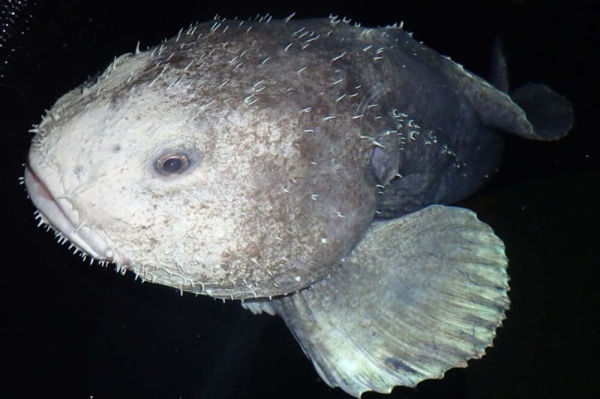 Минута отдыха Рыба-капля: морской обитатель с лицом грустного старика Интересное 