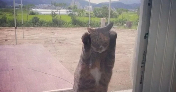 Минута отдыха Артистизм питомцев, которые умоляют дать им вернуться домой Животные 