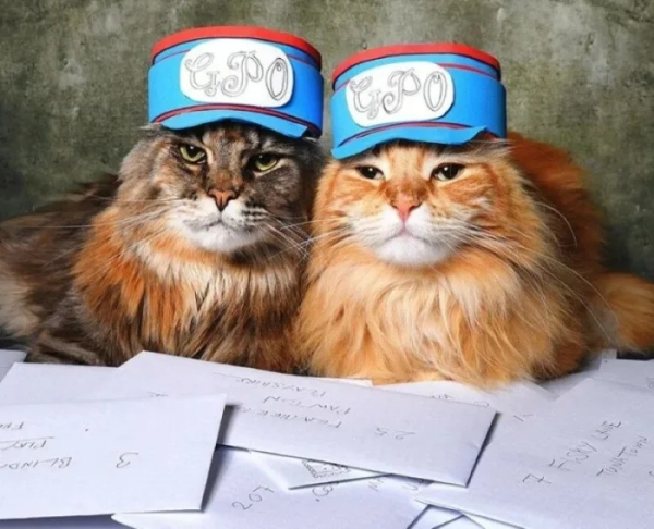 Минута отдыха Снимки котиков-сотрудников, освоивших разнообразные профессии Животные 