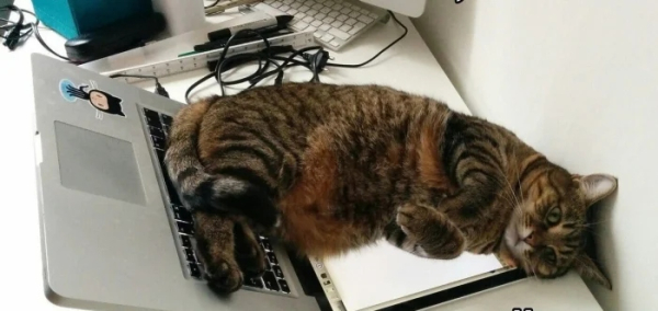 Минута отдыха Кошачьи хулиганы и случаи, когда терпение хозяев на грани Животные 