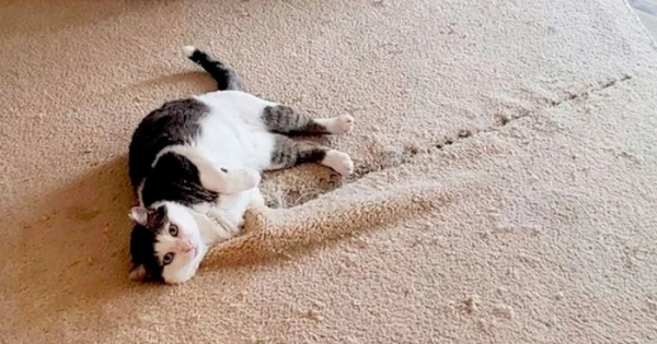 Минута отдыха Кошачьи хулиганы и случаи, когда терпение хозяев на грани Животные 