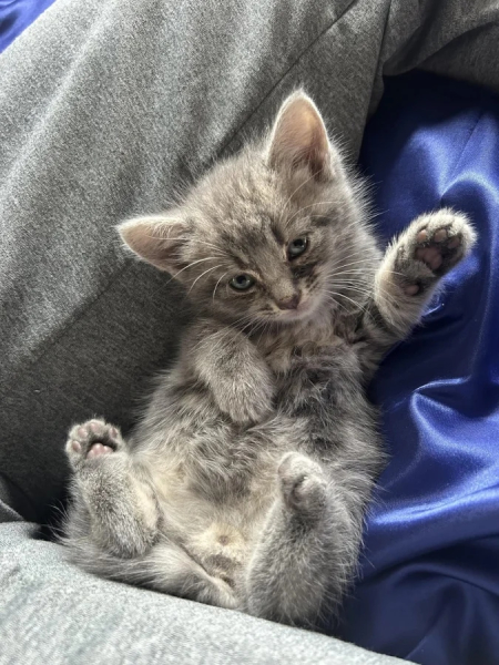 Минута отдыха Эти коты точно знают, как правильно распорядиться своим временем Животные Минута отдыха Эти коты точно знают, как правильно распорядиться своим временем Животные