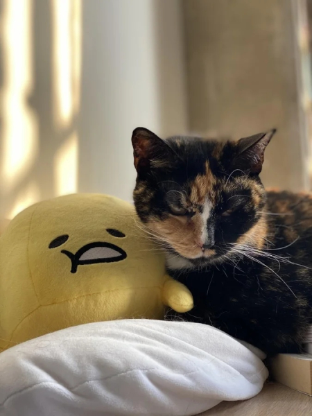 Минута отдыха Чем занимаются котики, когда на них находит вдохновение Животные Минута отдыха Чем занимаются котики, когда на них находит вдохновение Животные