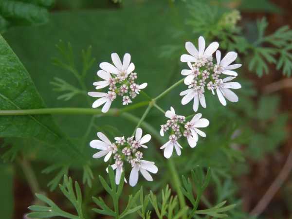 Минута отдыха Почему кинза вызывает противоположные эмоции у людей из разных стран? Интересное 