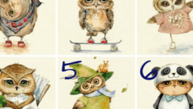 Минута отдыха Выберите понравившуюся сову и узнайте больше о своей личности Интересное 