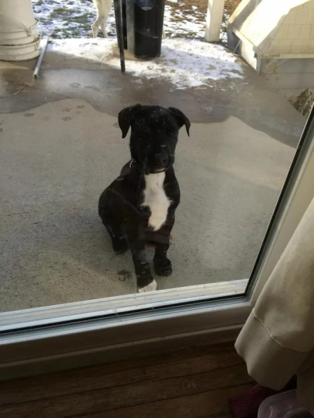 Минута отдыха Артистизм питомцев, которые умоляют дать им вернуться домой Животные 