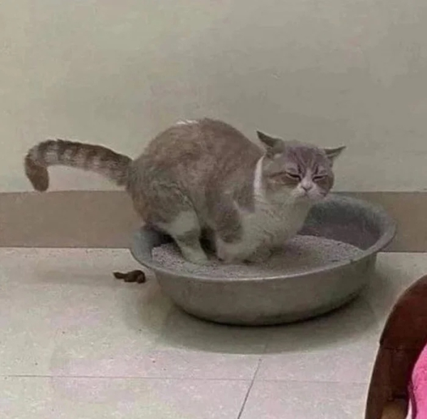 Минута отдыха Кошачьи хулиганы и случаи, когда терпение хозяев на грани Животные 