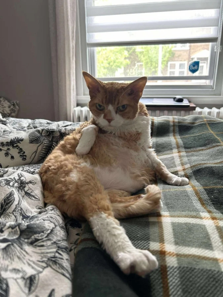 Минута отдыха Чем занимаются котики, когда на них находит вдохновение Животные Минута отдыха Чем занимаются котики, когда на них находит вдохновение Животные