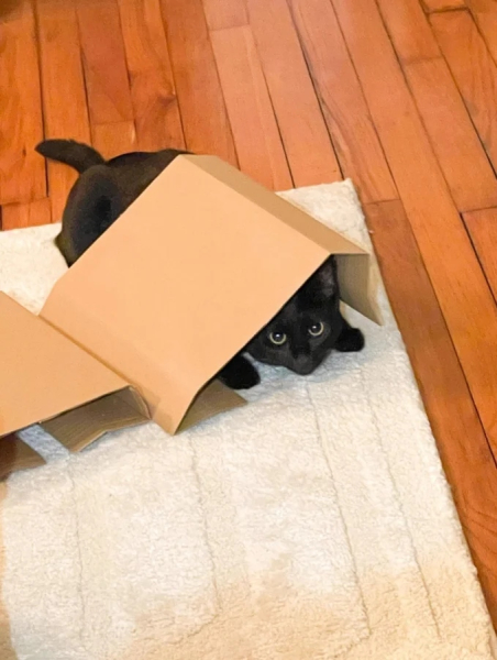 Минута отдыха Чем занимаются котики, когда на них находит вдохновение Животные Минута отдыха Чем занимаются котики, когда на них находит вдохновение Животные