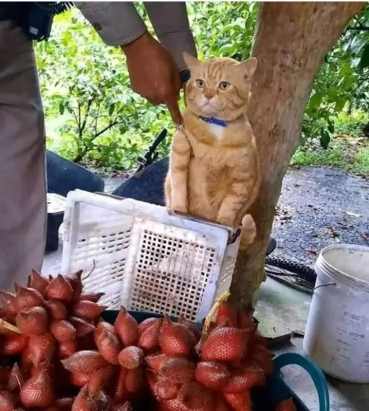 Минута отдыха Снимки котиков-сотрудников, освоивших разнообразные профессии Животные 