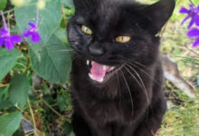 Минута отдыха Коты — настоящие загадки природы и самые странные создания на планете Животные 