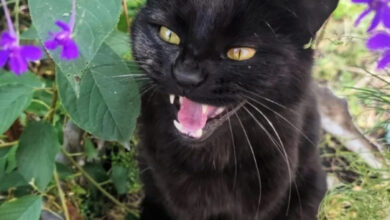 Минута отдыха Коты — настоящие загадки природы и самые странные создания на планете Животные Минута отдыха Коты — настоящие загадки природы и самые странные создания на планете Животные