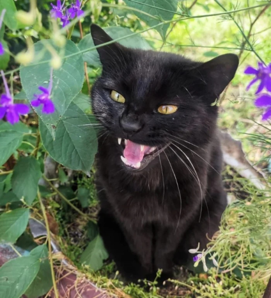 Минута отдыха Коты — настоящие загадки природы и самые странные создания на планете Животные Минута отдыха Коты — настоящие загадки природы и самые странные создания на планете Животные