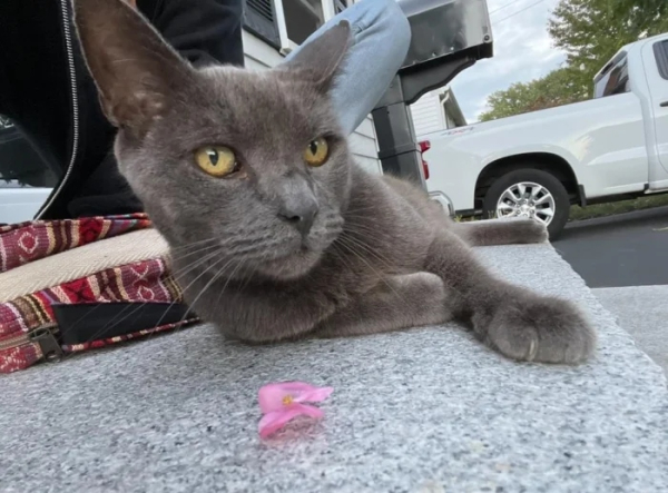 Минута отдыха Эти коты точно знают, как правильно распорядиться своим временем Животные Минута отдыха Эти коты точно знают, как правильно распорядиться своим временем Животные