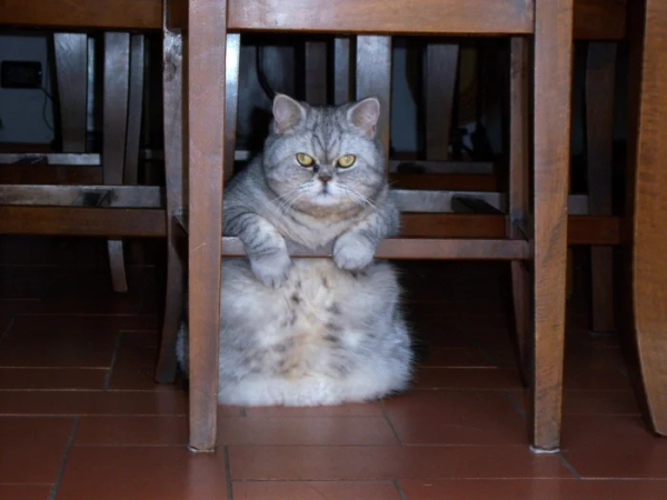 Минута отдыха Коты — настоящие загадки природы и самые странные создания на планете Животные Минута отдыха Коты — настоящие загадки природы и самые странные создания на планете Животные