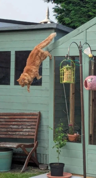 Минута отдыха Эти коты точно знают, как правильно распорядиться своим временем Животные Минута отдыха Эти коты точно знают, как правильно распорядиться своим временем Животные