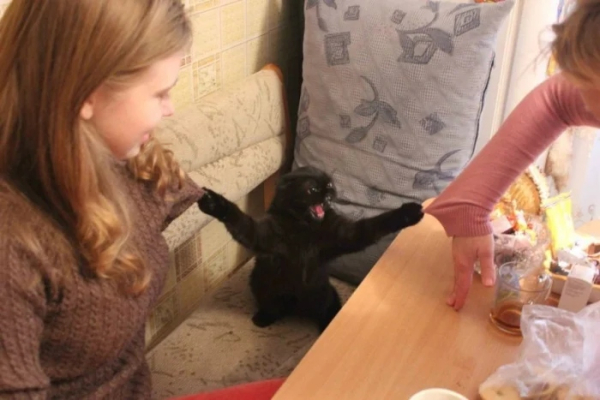 Минута отдыха Кошачьи хулиганы и случаи, когда терпение хозяев на грани Животные 