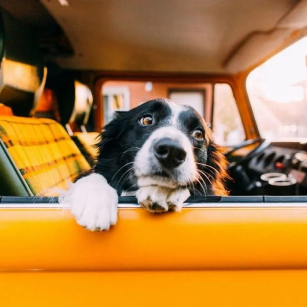 Минута отдыха Пёсели и их друзья в летнем путешествии мечты на автомобиле Животные Минута отдыха Пёсели и их друзья в летнем путешествии мечты на автомобиле Животные