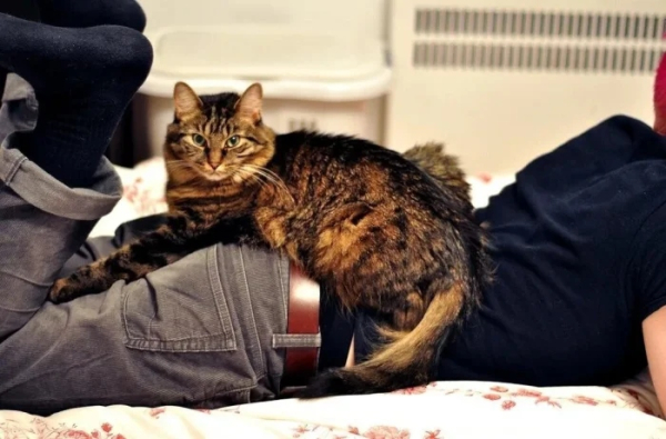 Минута отдыха Кошачьи хулиганы и случаи, когда терпение хозяев на грани Животные 