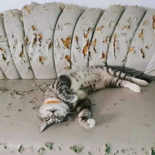 Минута отдыха Кошачьи хулиганы и случаи, когда терпение хозяев на грани Животные 