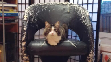 Минута отдыха Кошачьи хулиганы и случаи, когда терпение хозяев на грани Животные 