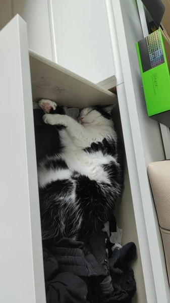 Минута отдыха Эти коты точно знают, как правильно распорядиться своим временем Животные Минута отдыха Эти коты точно знают, как правильно распорядиться своим временем Животные