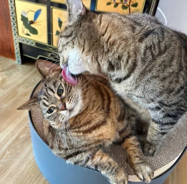 Минута отдыха Коты — настоящие загадки природы и самые странные создания на планете Животные Минута отдыха Коты — настоящие загадки природы и самые странные создания на планете Животные