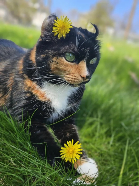 Минута отдыха Коты — настоящие загадки природы и самые странные создания на планете Животные Минута отдыха Коты — настоящие загадки природы и самые странные создания на планете Животные