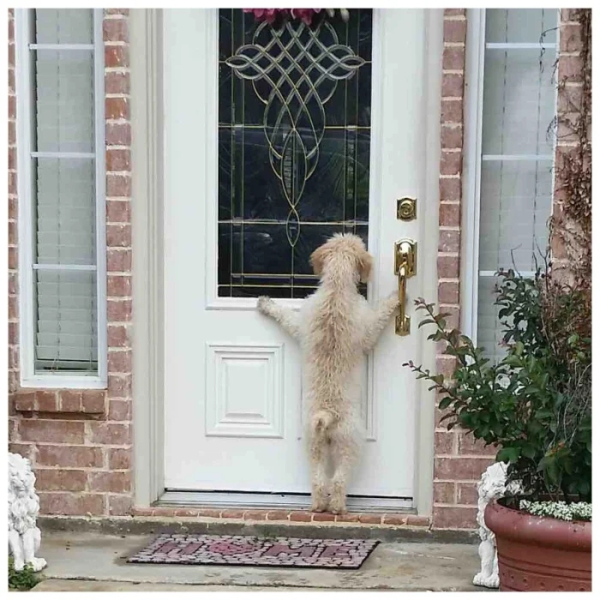 Минута отдыха Артистизм питомцев, которые умоляют дать им вернуться домой Животные 