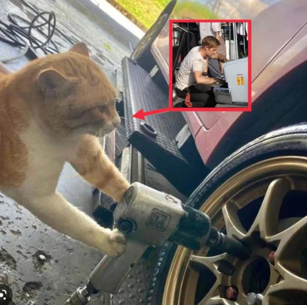 Минута отдыха Снимки котиков-сотрудников, освоивших разнообразные профессии Животные 