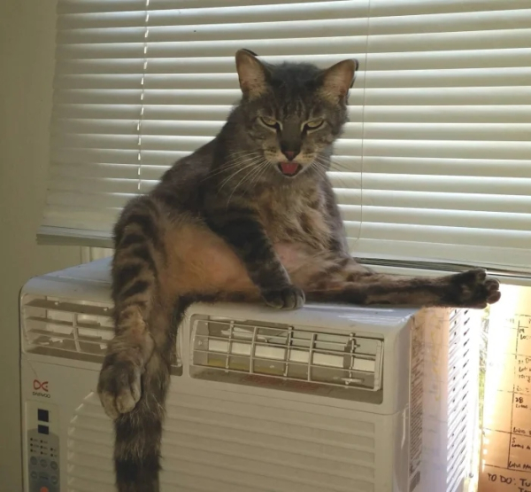 Минута отдыха Коты — настоящие загадки природы и самые странные создания на планете Животные Минута отдыха Коты — настоящие загадки природы и самые странные создания на планете Животные