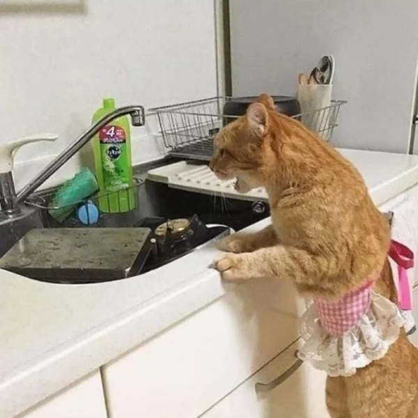 Минута отдыха Снимки котиков-сотрудников, освоивших разнообразные профессии Животные 