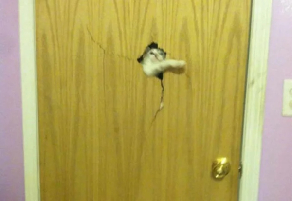 Минута отдыха Артистизм питомцев, которые умоляют дать им вернуться домой Животные 