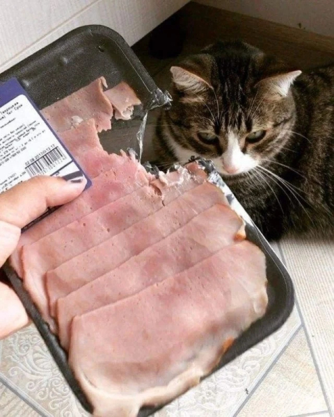 Минута отдыха Кошачьи хулиганы и случаи, когда терпение хозяев на грани Животные 