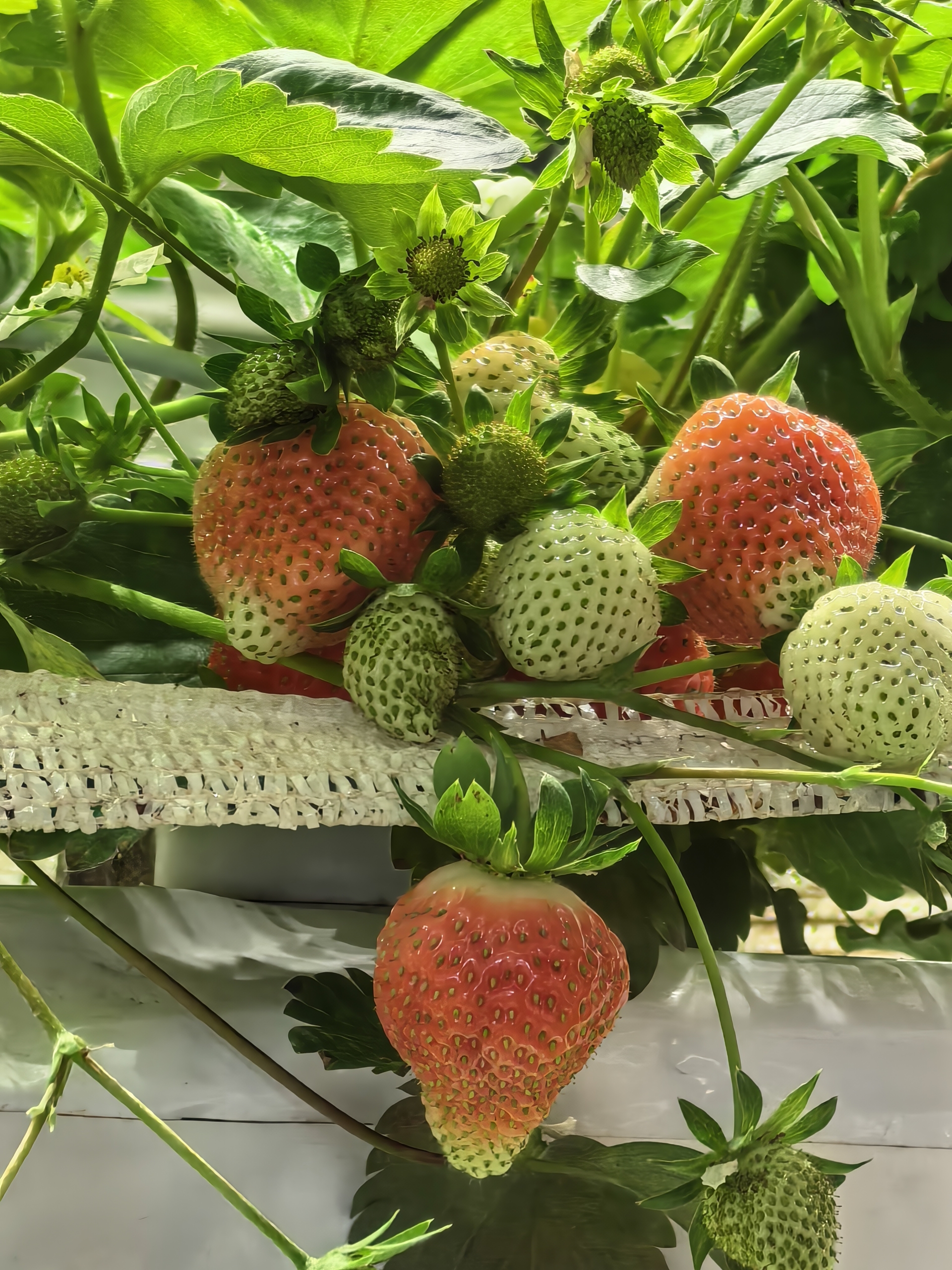 Обзор Huawei Mate X7 — компактного и надёжного складного смартфона Обзор Huawei Mate X7 — компактного и надёжного складного смартфона