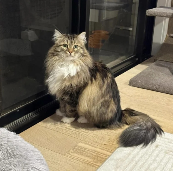 Минута отдыха Чем занимаются котики, когда на них находит вдохновение Животные Минута отдыха Чем занимаются котики, когда на них находит вдохновение Животные