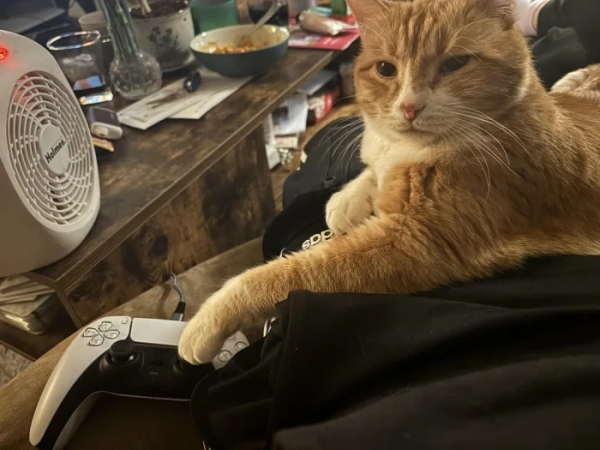 Минута отдыха Эти коты точно знают, как правильно распорядиться своим временем Животные Минута отдыха Эти коты точно знают, как правильно распорядиться своим временем Животные