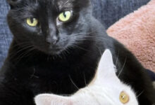 Минута отдыха Чем занимаются котики, когда на них находит вдохновение Животные 