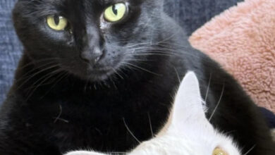 Минута отдыха Чем занимаются котики, когда на них находит вдохновение Животные 