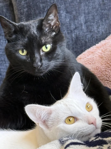 Минута отдыха Чем занимаются котики, когда на них находит вдохновение Животные Минута отдыха Чем занимаются котики, когда на них находит вдохновение Животные