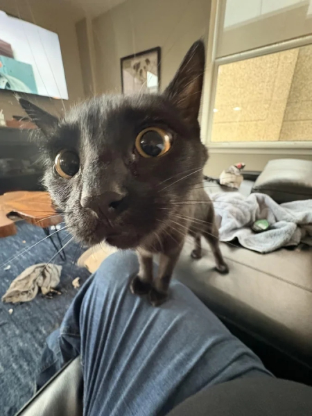 Минута отдыха Эти коты точно знают, как правильно распорядиться своим временем Животные Минута отдыха Эти коты точно знают, как правильно распорядиться своим временем Животные